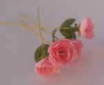 Peony Pink by Marie Claude
