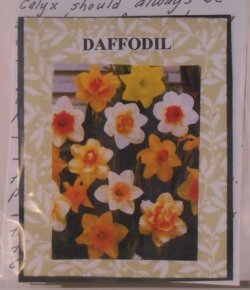 Flower Kit Daffodil by Artistic Florals
