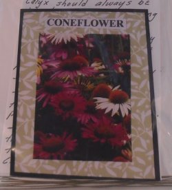Flower Kit Coneflower by Artistic Florals