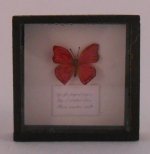 Framed Butterfly #2 by M.E.Q.