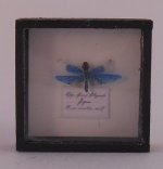 Framed Dragonfly #7 by M.E.Q.