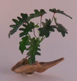 Plant on Driftwood by Hiroyuki & Kyoko