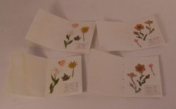 Botanicle Page by Tanaka Reiko