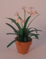 Orchid #2 by Christine Dell'Anna