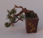 Bonsai #8 by Sheiko Hirameto