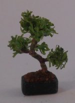 Bonsai #11 by Sheiko Hirameto