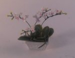 Orchid Display Pink by Anna Wybranowska