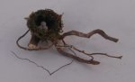 Bird Nest by Dominiqye Autin