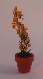 Orchid #21 by Christine Dell'Anna