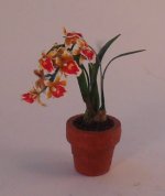 Orchid #24 by Christine Dell'Anna