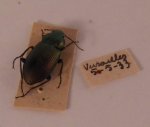 Insect #14 by Natural Historie