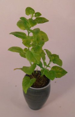 Plant by Hiroyuki & Kyoko