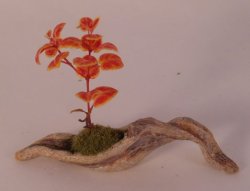 Flowering Bonsai by Hiroyuki & Kyoko