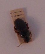 Insect #66 by Natural Historie