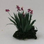 Iris Garden by Cea's Garden