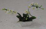 Orchid 19-1 by by Anna Wybranowska