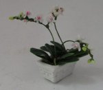 Orchid 19-2 by by Anna Wybranowska