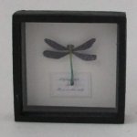 Dragonfly Framed Speciman #10 by M.E.Q
