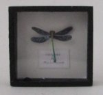 Dragonfly Framed Speciman #11 by M.E.Q