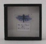Dragonfly Framed Speciman #12 by M.E.Q