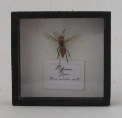 Dragonfly Framed Speciman #13 by M.E.Q