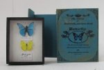 Butterfly Specimans in Wood Book by M.E.Q