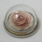 Roses Under a Glass Cloches #10 by J.W.
