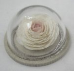 Roses Under a Glass Cloches #11 by J.W.