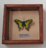 Framed Butterfly #B by Pavel Lugnev