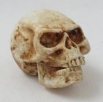 Skull with Hinged Jaw #A