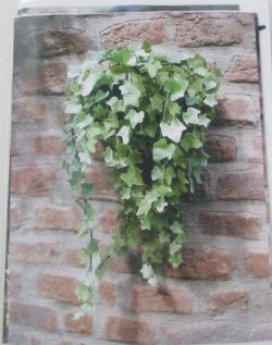 Ivy Green by Pascale Garnier
