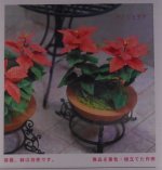 Pointsettia Kit #10 by Kami