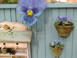 Pansy Pink by Pascale Garnier