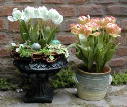 Parrot Tulip Pink Flower Kit by Pascale Garnier