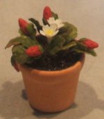 Strawberry in Clay Pot by Pat Richmond