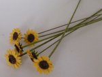Sunflower in Florist Paper Set of 7 by Chrysalis